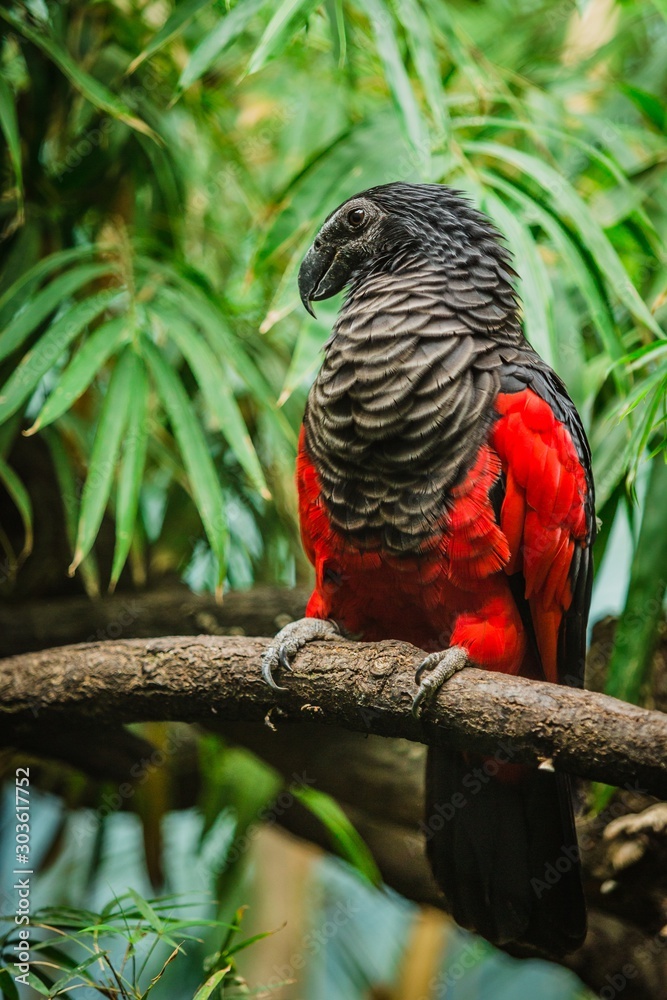 Vulturine parrot, a dark grey and red bird, perching. Green leaves in background.