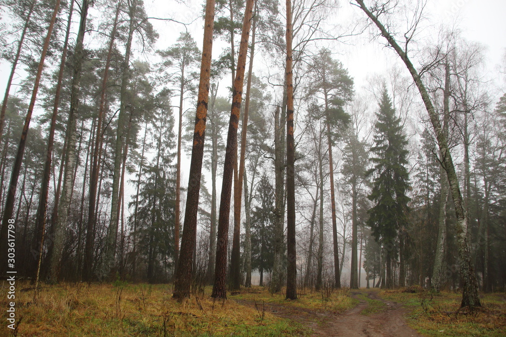 Obraz premium Late autumn forest in mist in cloudy wet day