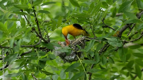 bird on a branch