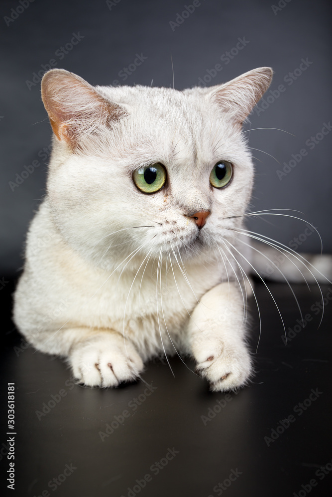 custom made wallpaper toronto digitalBritish white cat isolated on a black background, studio photo