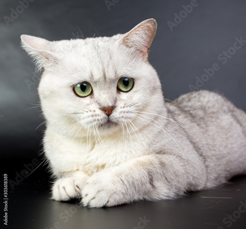 British white cat isolated on a black background, studio photo