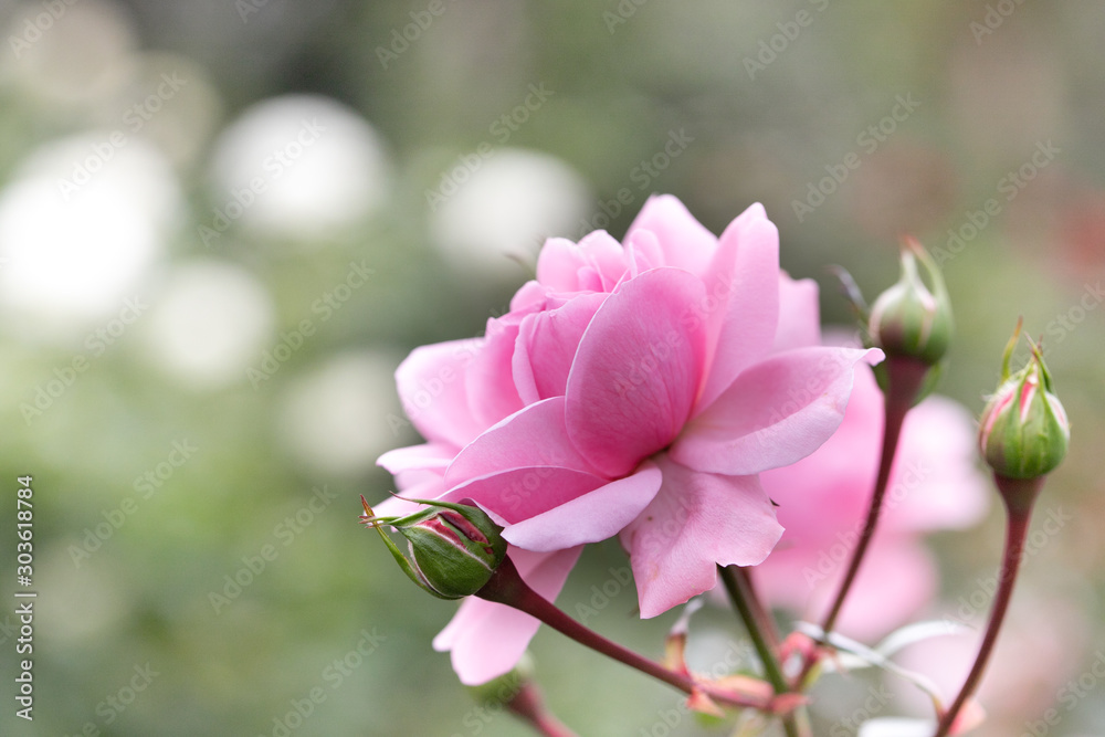 バラの花 千葉県八千代市 日本 バラの花 千葉県八千代市 日本