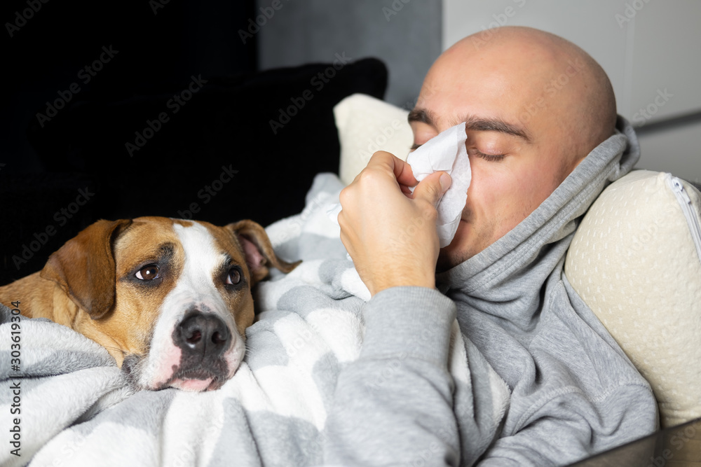 Young man blows his nose in a paper handkerchief lying in bed with his dog. Seasonal cold concept. Animal allergy concept