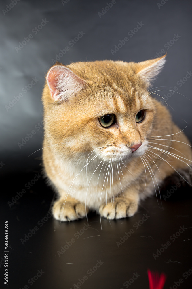 British gold, cat isolated on a black background, studio photo