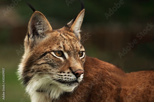 The Eurasian lynx (Lynx lynx) staying in front of the forest. © Honza Hejda