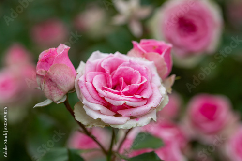 バラの花　千葉県八千代市　日本 photo