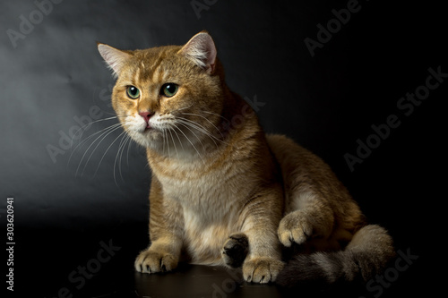 British gold  cat isolated on a black background  studio photo