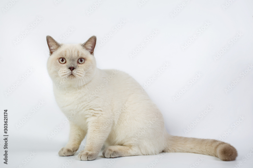 British beige, Lilac, white,Color Point, cat isolated on a white background, studio photo