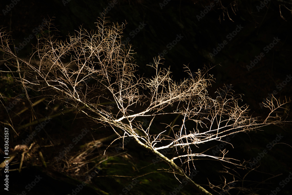 Natural wooden tree brenches. Close up view of Nature background. Autumn time Natural wooden tree brenches. Close up view of Nature background. Autumn time