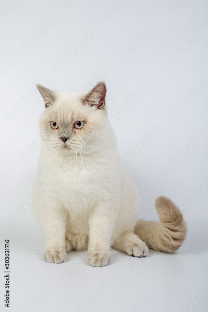 British beige, Lilac, white,Color Point, cat isolated on a white background, studio photo