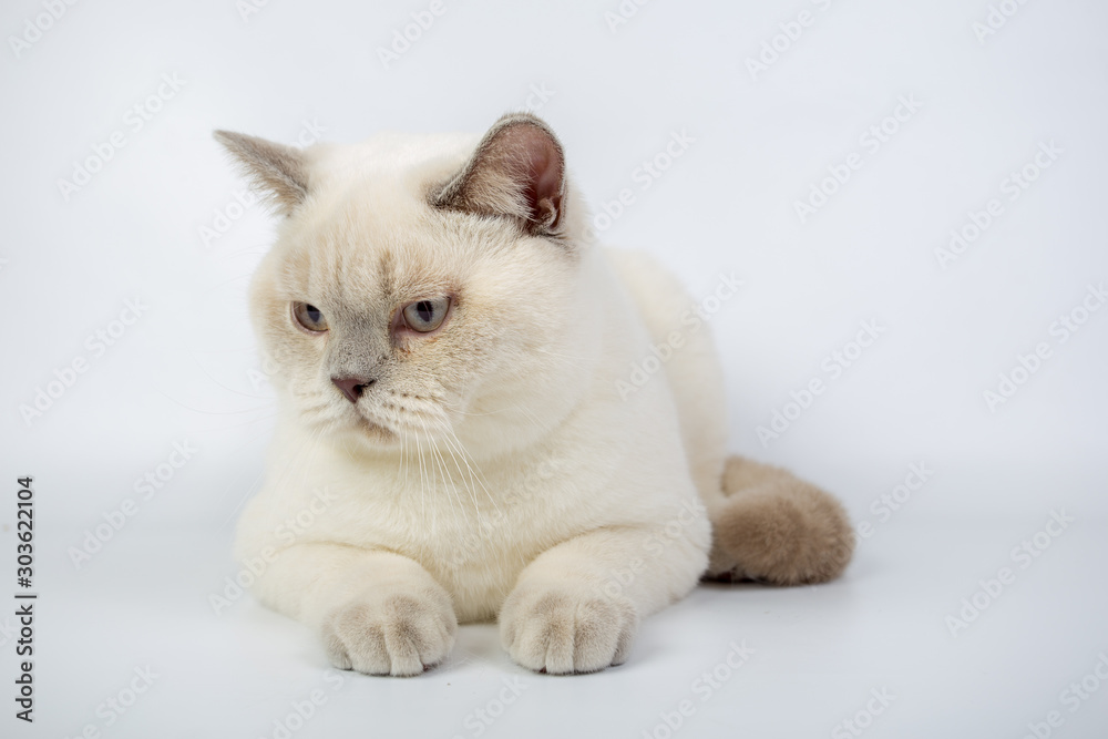 British beige, Lilac, white,Color Point, cat isolated on a white background, studio photo British beige, Lilac, white,Color Point, cat isolated on a white background, studio photo