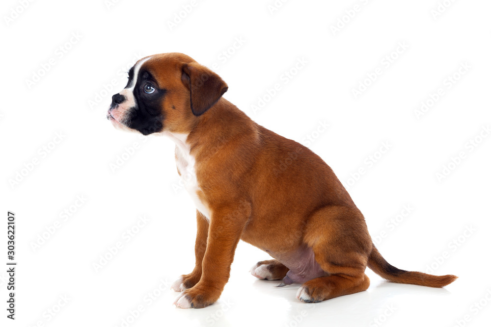 Portrait of a adorable boxer puppy