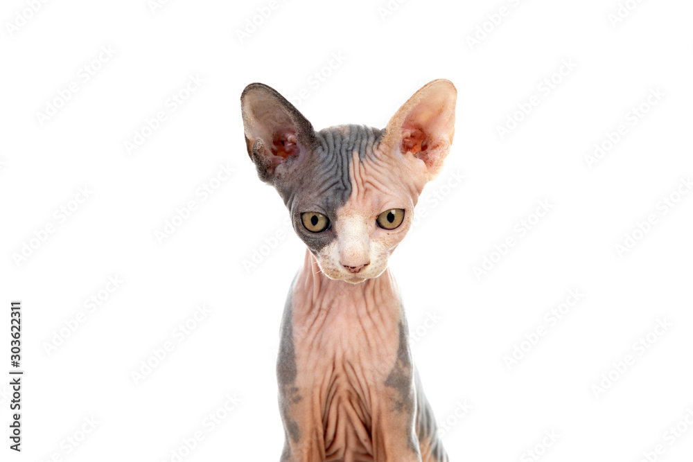 Sphinx cat