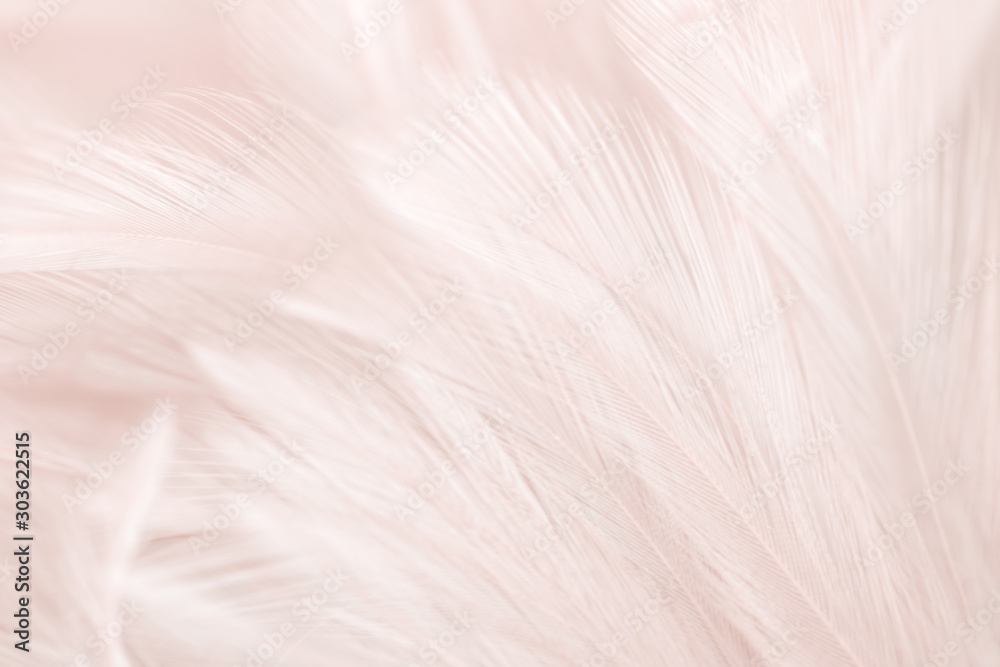 Obraz premium Blur Bird chickens feather texture for background, Fantasy, Abstract, soft color of art design.