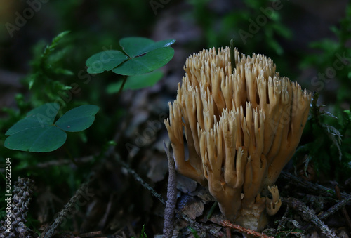 Wild forest mushrooms