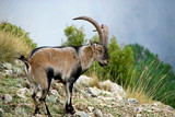 Cabra hispánica pyrenaica, en la sierra de Cazorla, Segura y Las Villas.