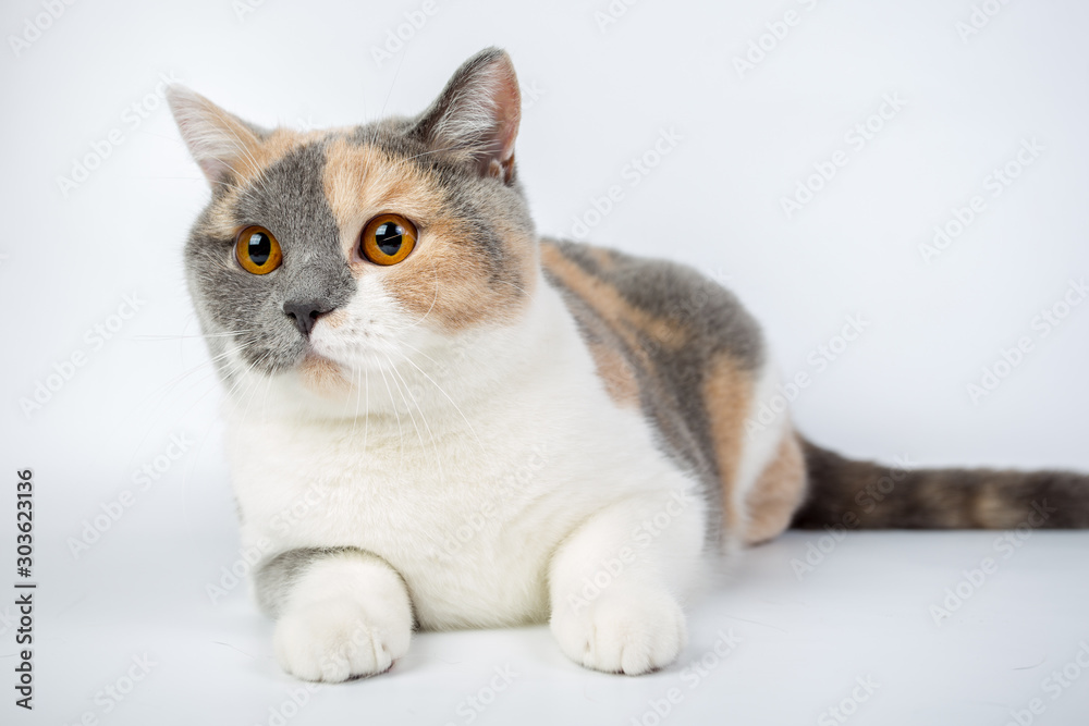 blue-white-red-haired British cat isolated on a white background, studio photo