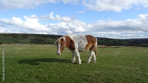 pony on a field