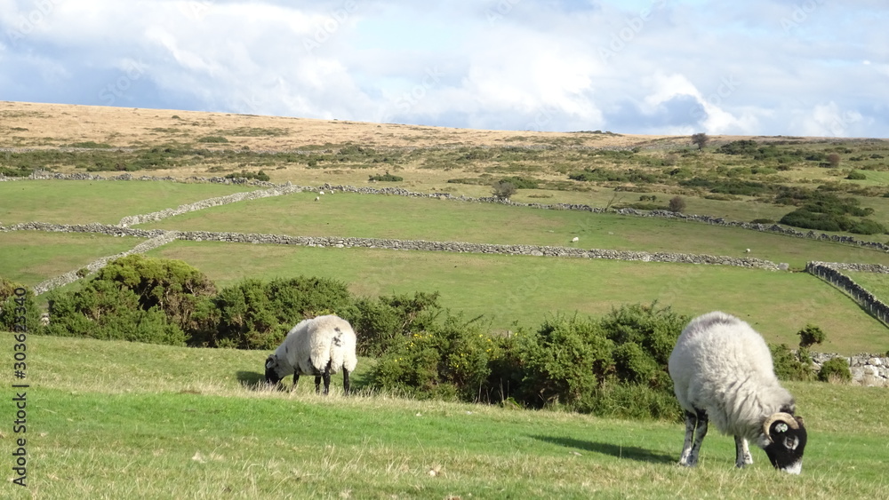 Fototapeta premium grazing sheep