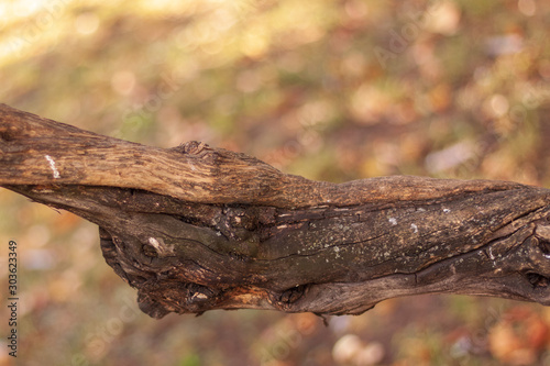 curved thin tree trunk, on a blurred background