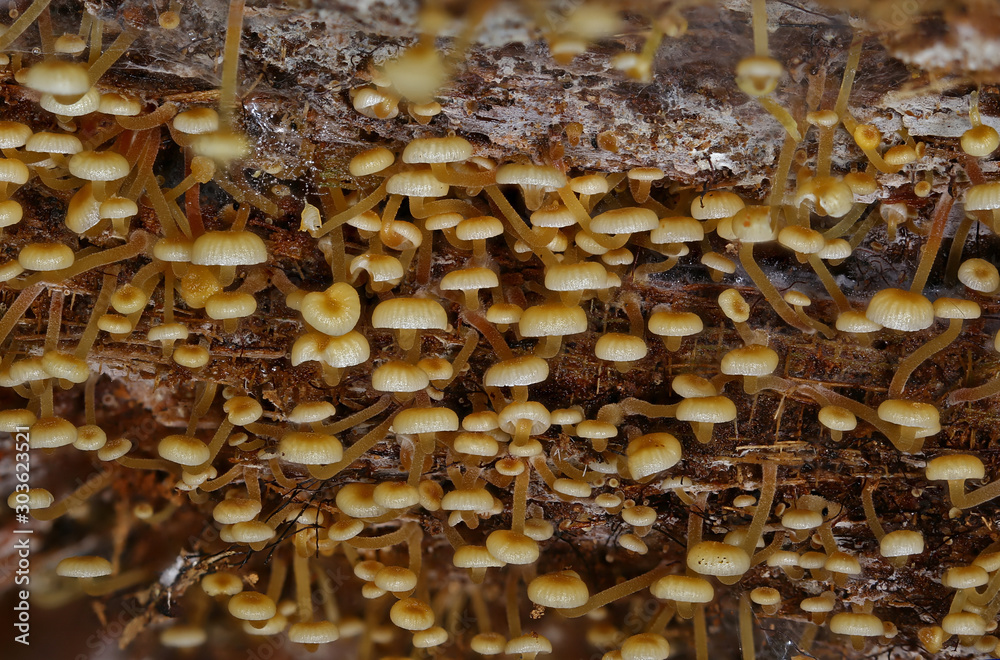 Wild forest mushrooms