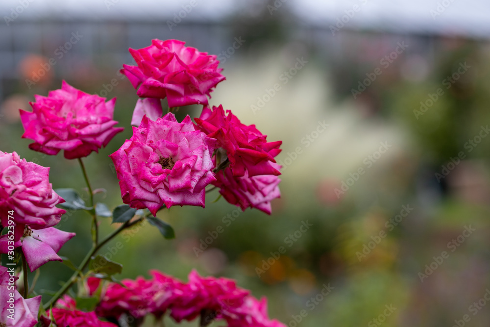 バラの花 千葉県八千代市 日本 バラの花 千葉県八千代市 日本