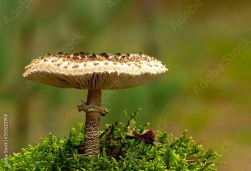 Umbrella gray-headed mushroom in the forest.