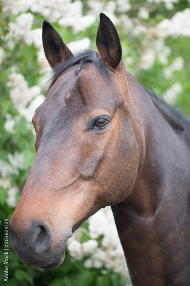 Sunny: gelding, from Sandro Hit / Macho XX Sunny: gelding, from Sandro Hit / Macho XX