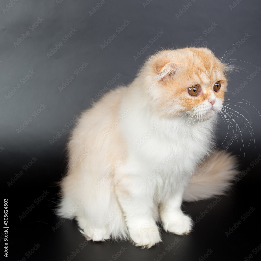 Fototapeta premium Fold long-haired ginger cat on a black background, studio photo