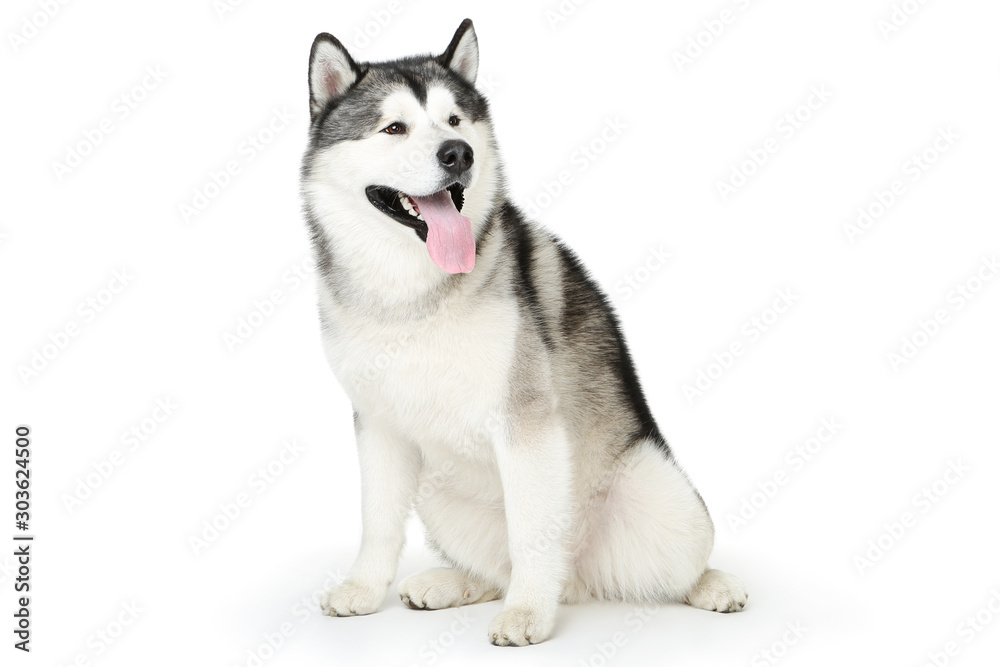 Malamute dog isolated on white background