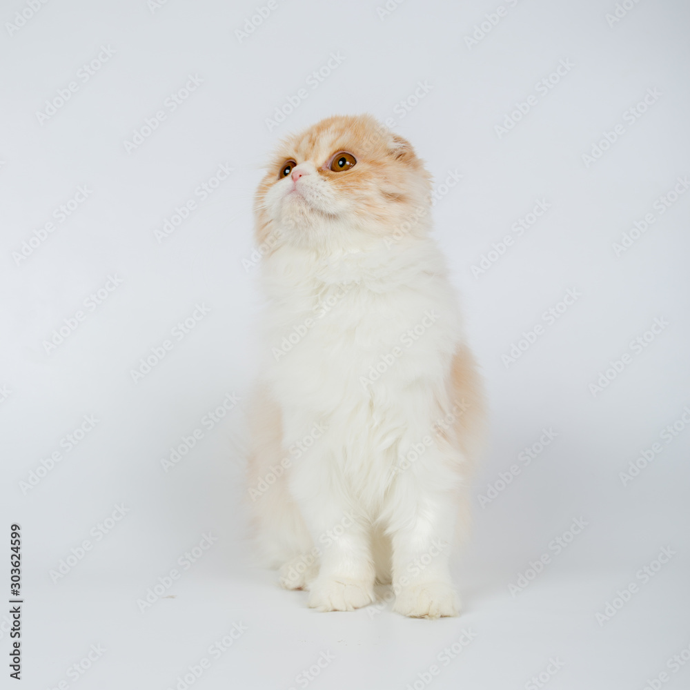Fototapeta premium Fold long-haired ginger cat on a white background, studio photo