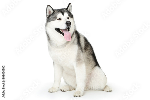 Malamute dog isolated on white background © 5second