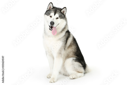 Malamute dog isolated on white background