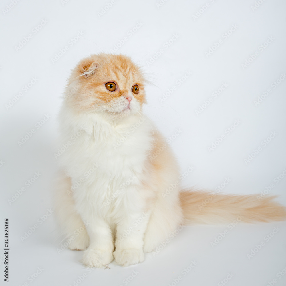 Fold long-haired ginger cat on a white background, studio photo