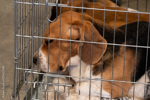 experiment Beagle dog in a cage photo