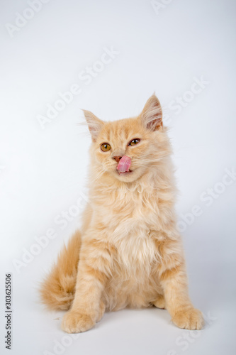 British longhair cat, kittens, red, isolated, photo studio