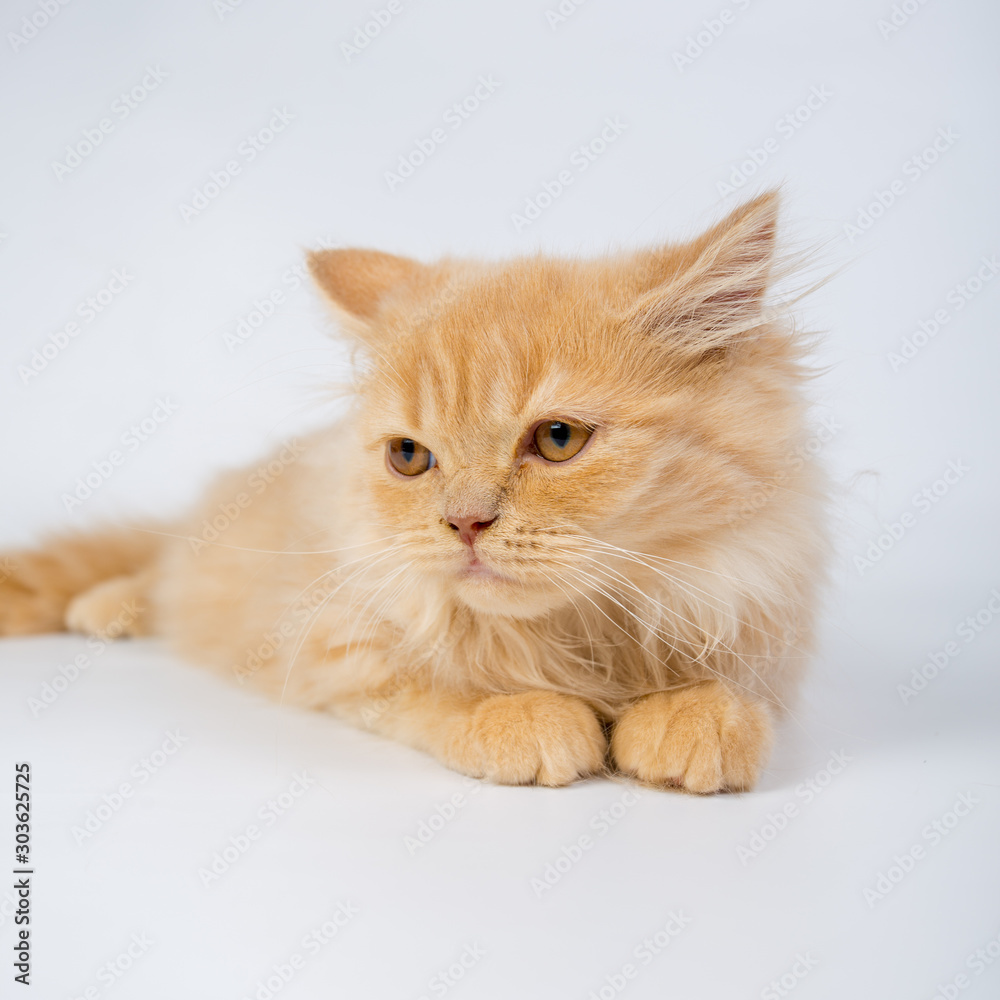 British longhair cat, kittens, red, isolated, photo studio