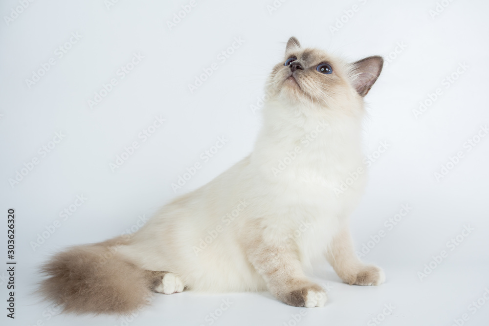 Fototapeta premium Sacred Birman Cat, birma isolated on a white background, studio photo