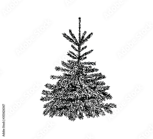 Spruce in line art style. Christmas tree.
