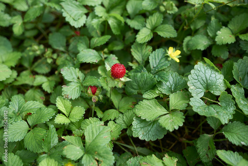 Duchesnea indica photo