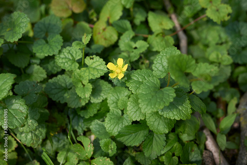 Duchesnea indica photo