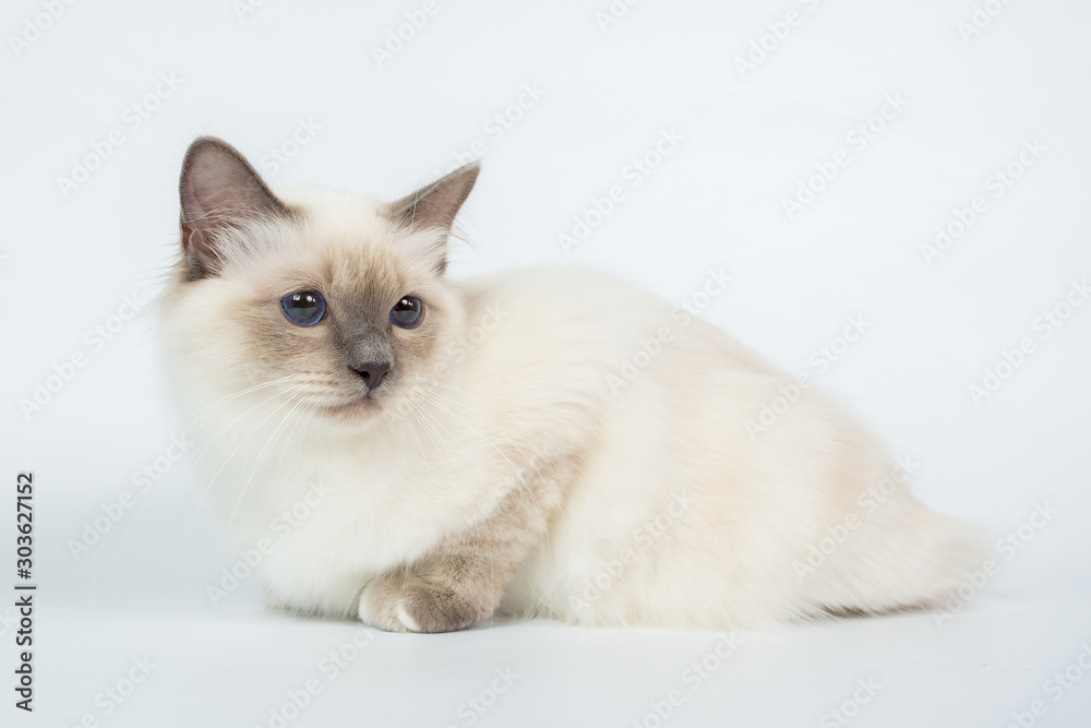 Sacred Birman Cat, birma isolated on a white background, studio photo