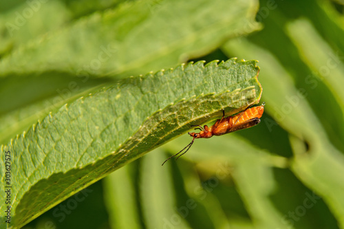 A small brown beetle with a drop of liquid on its buttocks on a green leaf