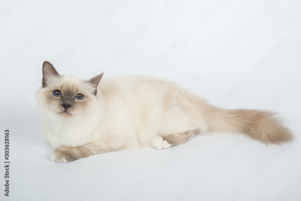 Sacred Birman Cat, birma isolated on a white background, studio photo