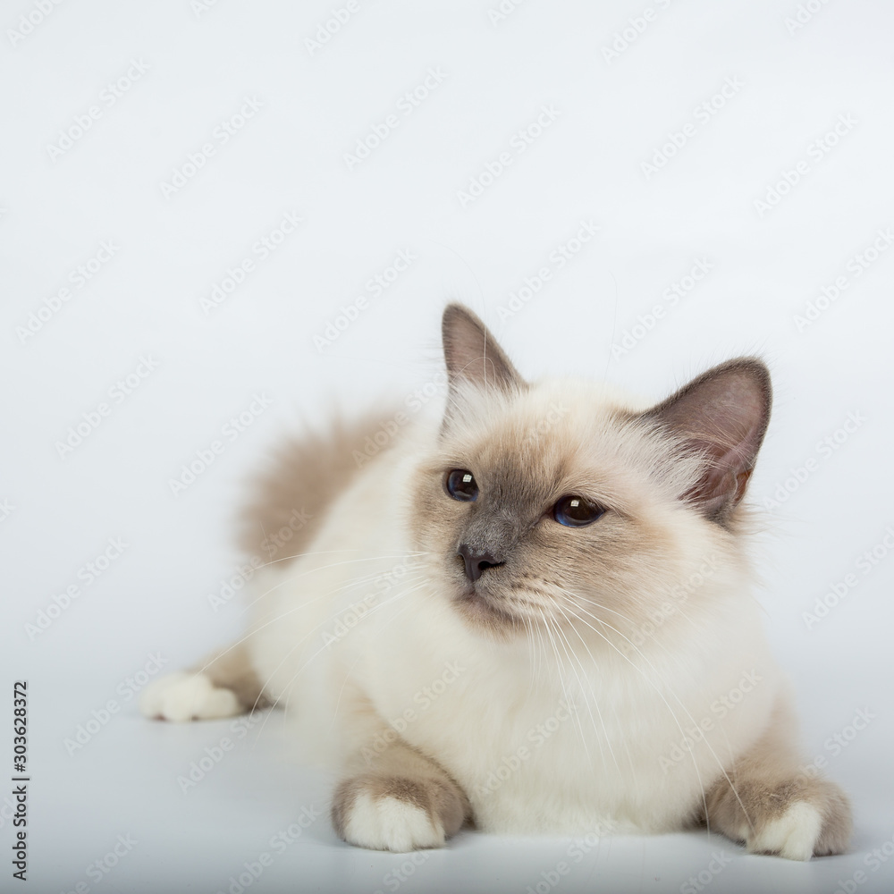 Sacred Birman Cat, birma isolated on a white background, studio photo