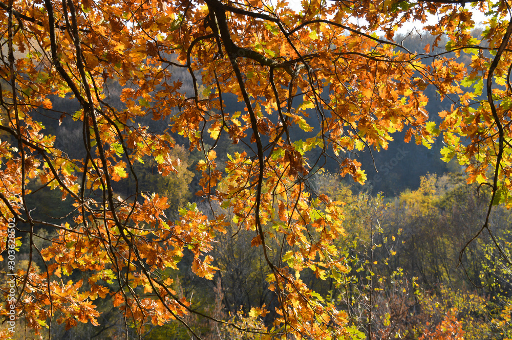 oak autumn leaves on tree