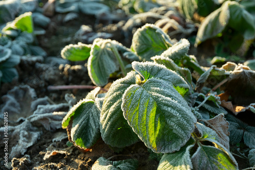 bushes of garden strawberries, the leaves of which are covered with hoarfrost from the first frost in the morning, late autumn