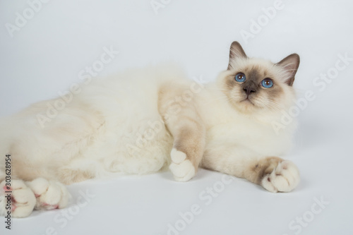 Fototapeta Naklejka Na Ścianę i Meble -  Sacred Birman Cat, birma isolated on a white background, studio photo