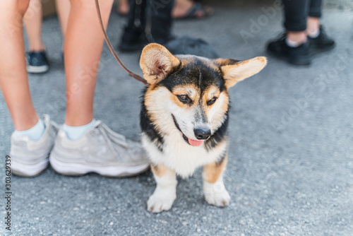 Tricolor welsh corgi puppy is sitting at the feet of his master. The dog is very funny and cute photo