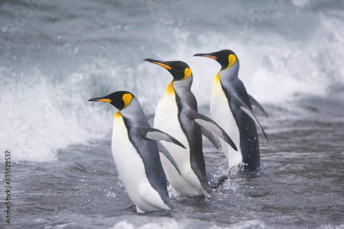 Three king penguins head into the ocean